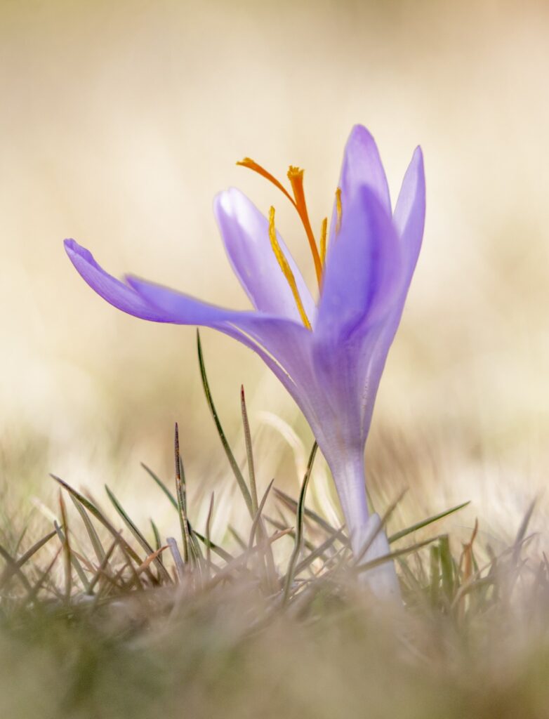 flor