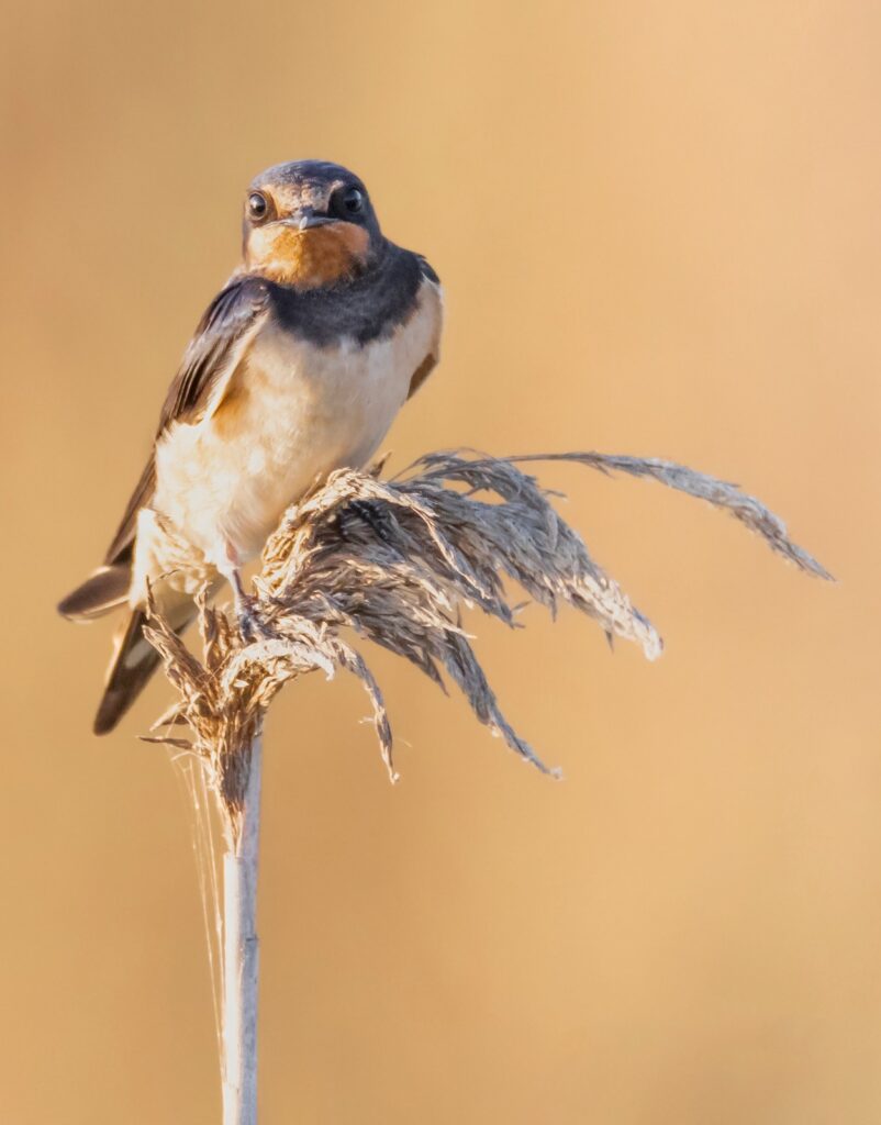 pajaro